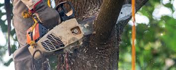 Best Tree Mulching  in Hanover Park, IL