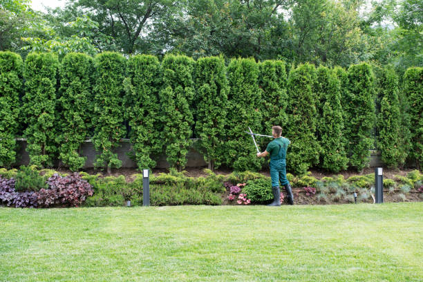 Best Pest Control for Lawns  in Hanover Park, IL