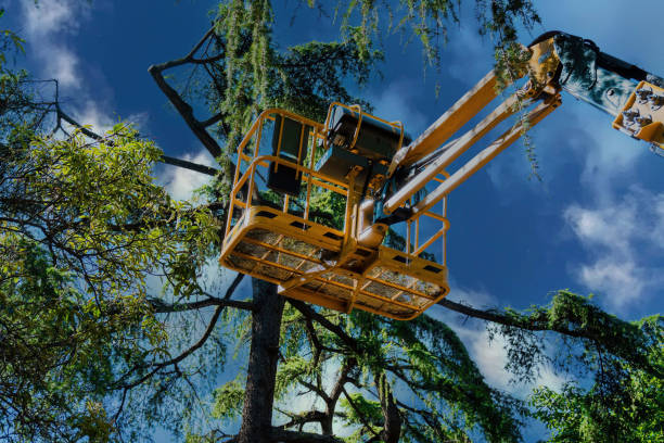 Best Commercial Tree Services  in Hanover Park, IL
