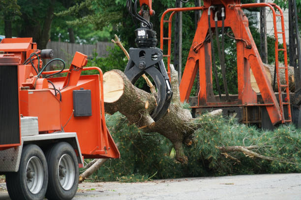 Best Lawn Pest Prevention  in Hanover Park, IL