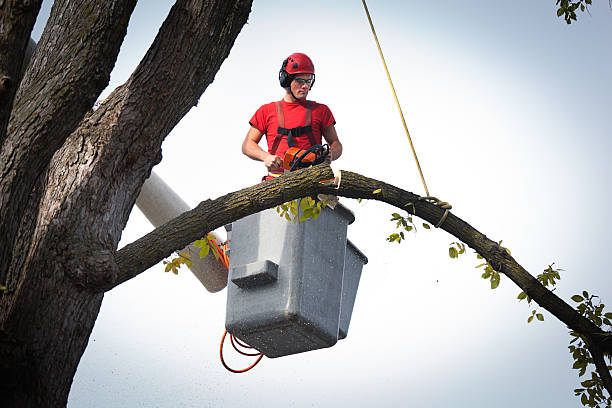 How Our Tree Care Process Works  in  Hanover Park, IL